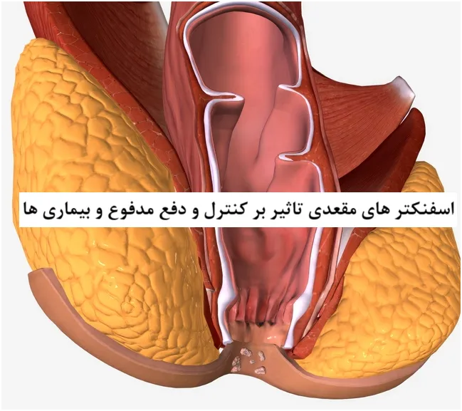 اسفنکترهای داخلی و خارجی و تاثیر آنها بر کنترل مدفوع و بیماری ها
