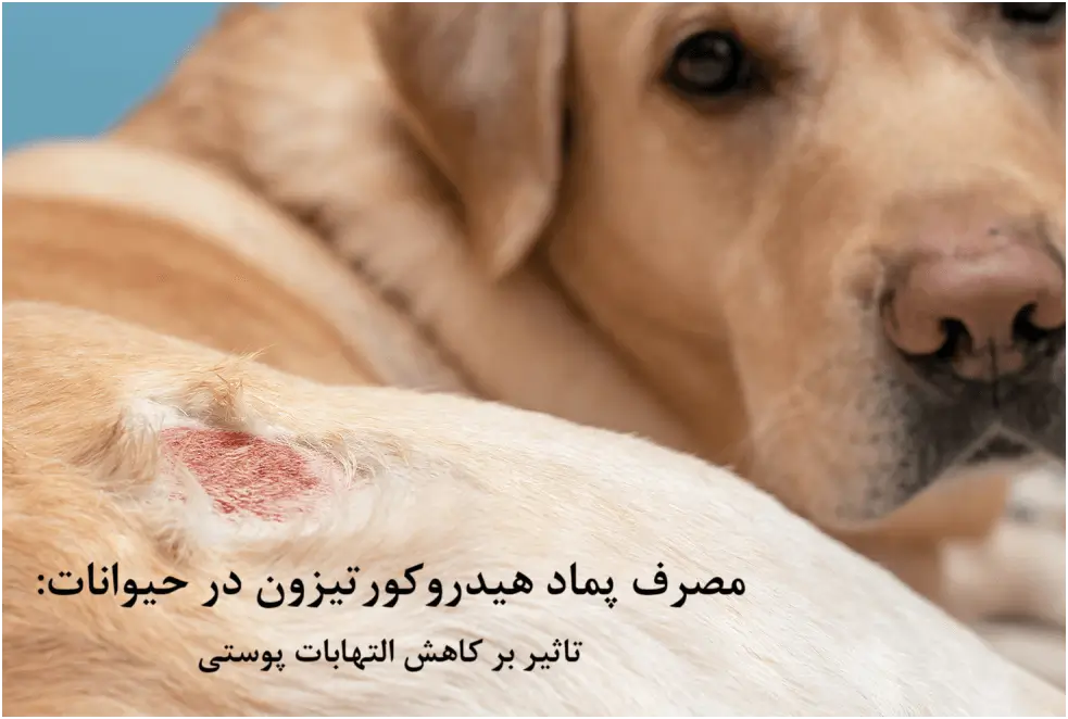 پماد هیدروکورتیزون در حیوانات: تاثیر بر کاهش التهاب پوستی حیوانات