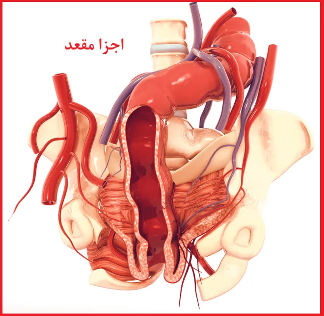 اجزا تشکیل دهنده مقعد: عضلات، بافت ها، عضلات و اعصاب