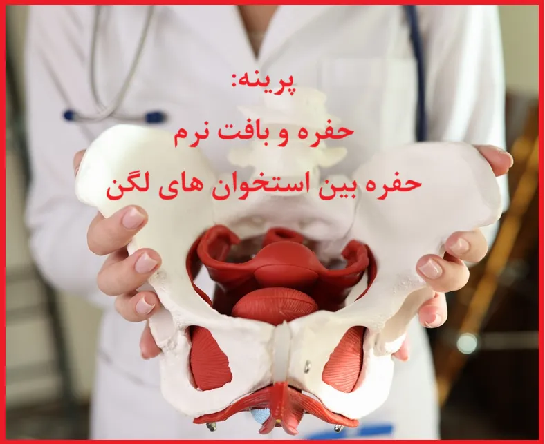 پرینه: حفره و بافت نرم حفره بین استخوان های لگن